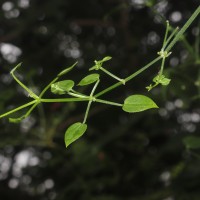 Rubia cordifolia L.